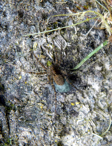 Arctosa maculata