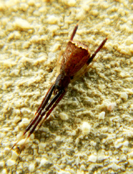 Episinus angulatus