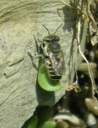 Megachile rotundata