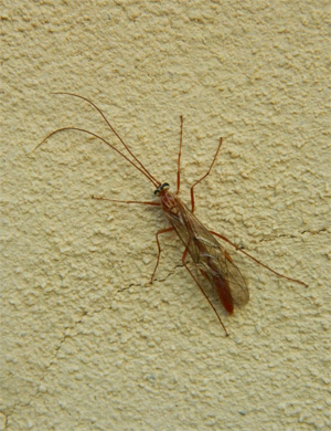 Ophion luteus