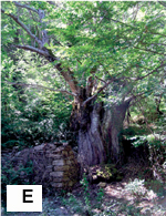 Alter Maronenbaum